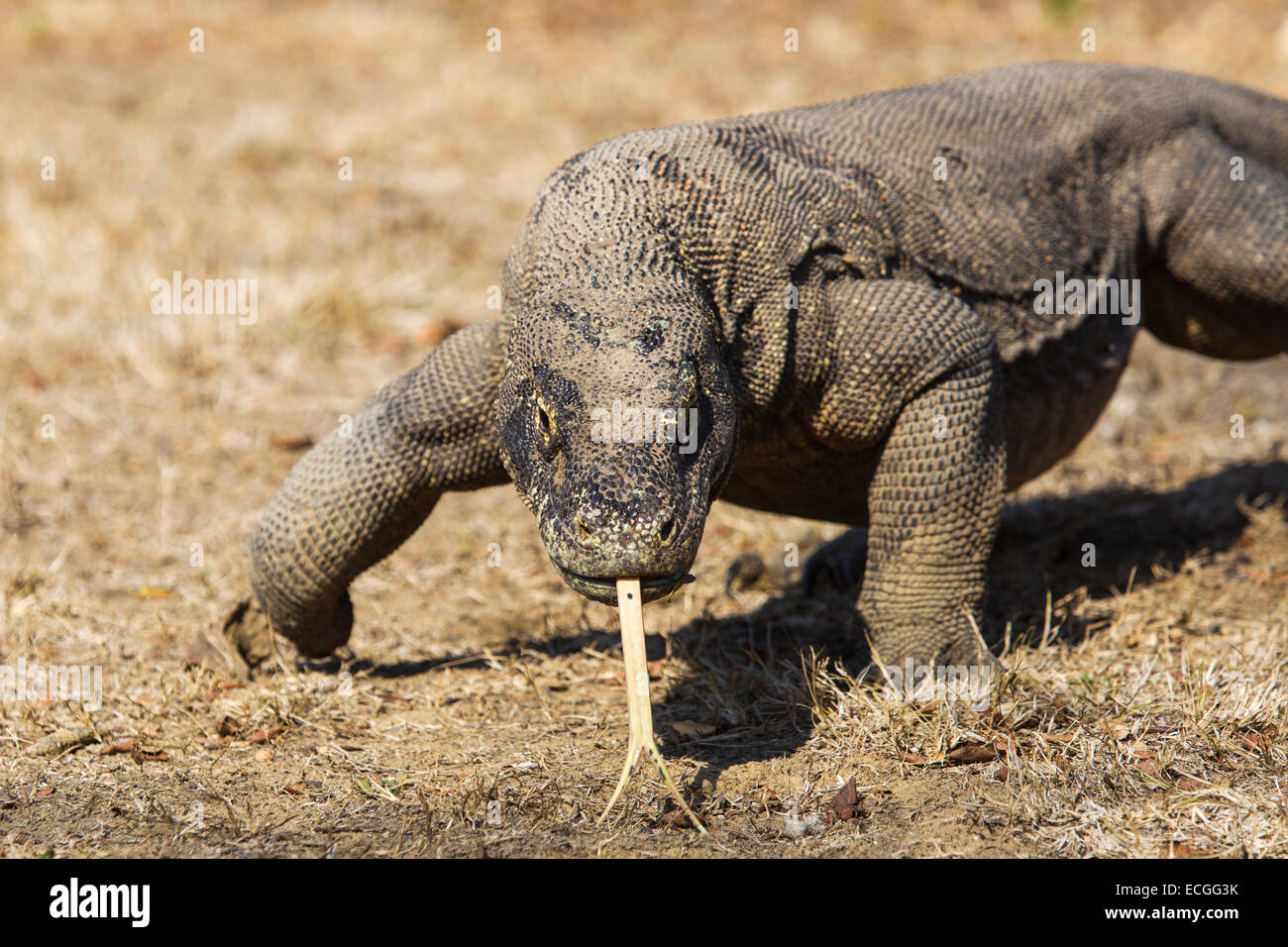 Komodo-Waran, Varanus Komodensis, Komodowaran, Wandern mit Zunge heraus, Rinca Insel Komodo National Park Stockfoto