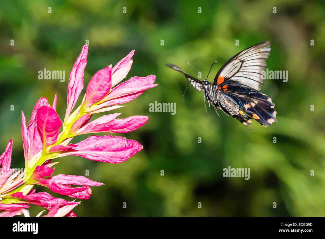 Ein Scharlachroter Schwalbenschwanz-Schmetterling auf der Suche nach Futter Stockfoto