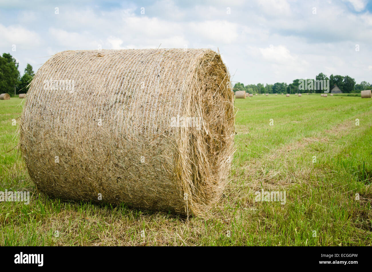 Runde Heuballen auf einer Wiese Stockfoto
