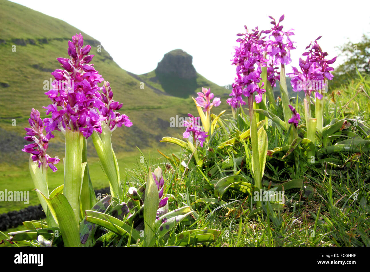 Frühe lila Orchideen (Orchis Mascula) wachsen auf einem Hügel in Cressbrook Dale, Peak District National Park, Derbyshire, UK Stockfoto