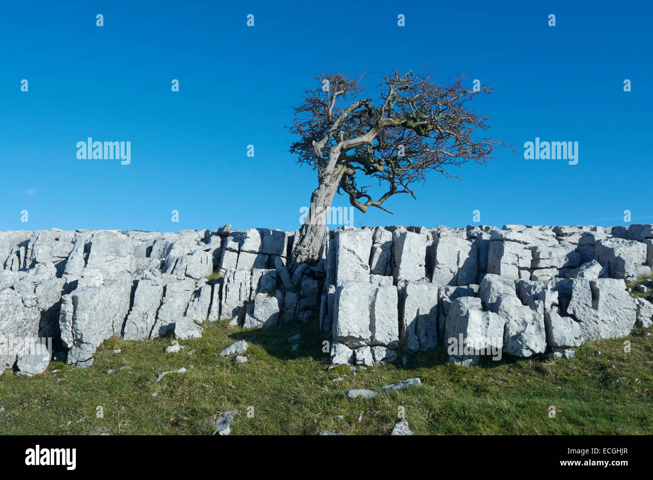 Einsamer Baum - Twistleton Narbe, Yorkshire, England, Vereinigtes Königreich Stockfoto