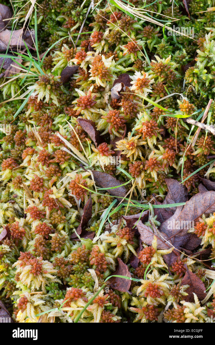 Torf, Sphagnum Palustre, wächst in feuchten Boden in ein Dartmoor Nadelholz neben Leat Drakes Stockfoto