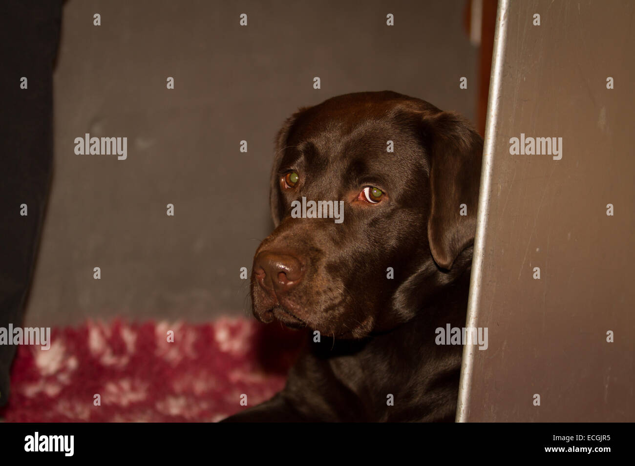Birmingham, Vereinigtes Königreich. 14. Dezember 2014. Kredit zeigen LKA Championship Dog Show im NEC wo Hunde sind am besten in werden beurteilt: Steven Reh/Alamy Live News Stockfoto