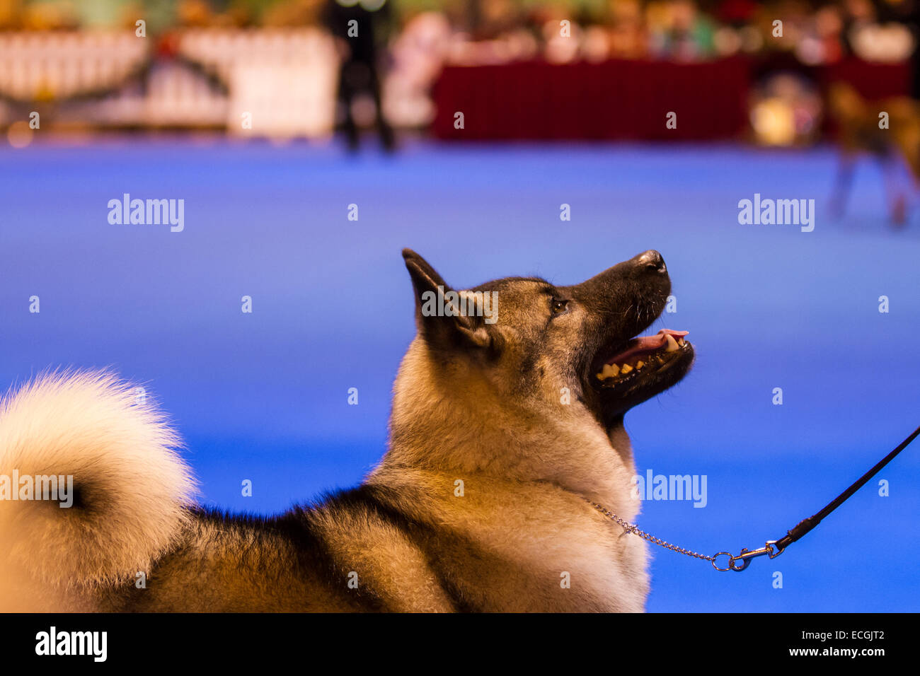 Birmingham, Vereinigtes Königreich. 14. Dezember 2014. Kredit zeigen LKA Championship Dog Show im NEC wo Hunde sind am besten in werden beurteilt: Steven Reh/Alamy Live News Stockfoto