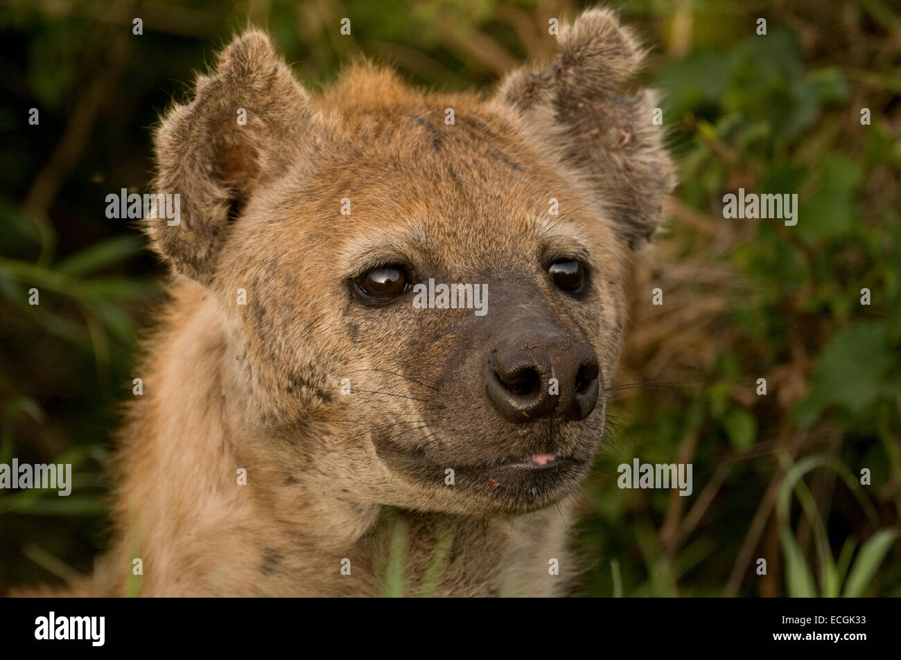Gefleckte Hyänen-Kopfschuss Stockfoto