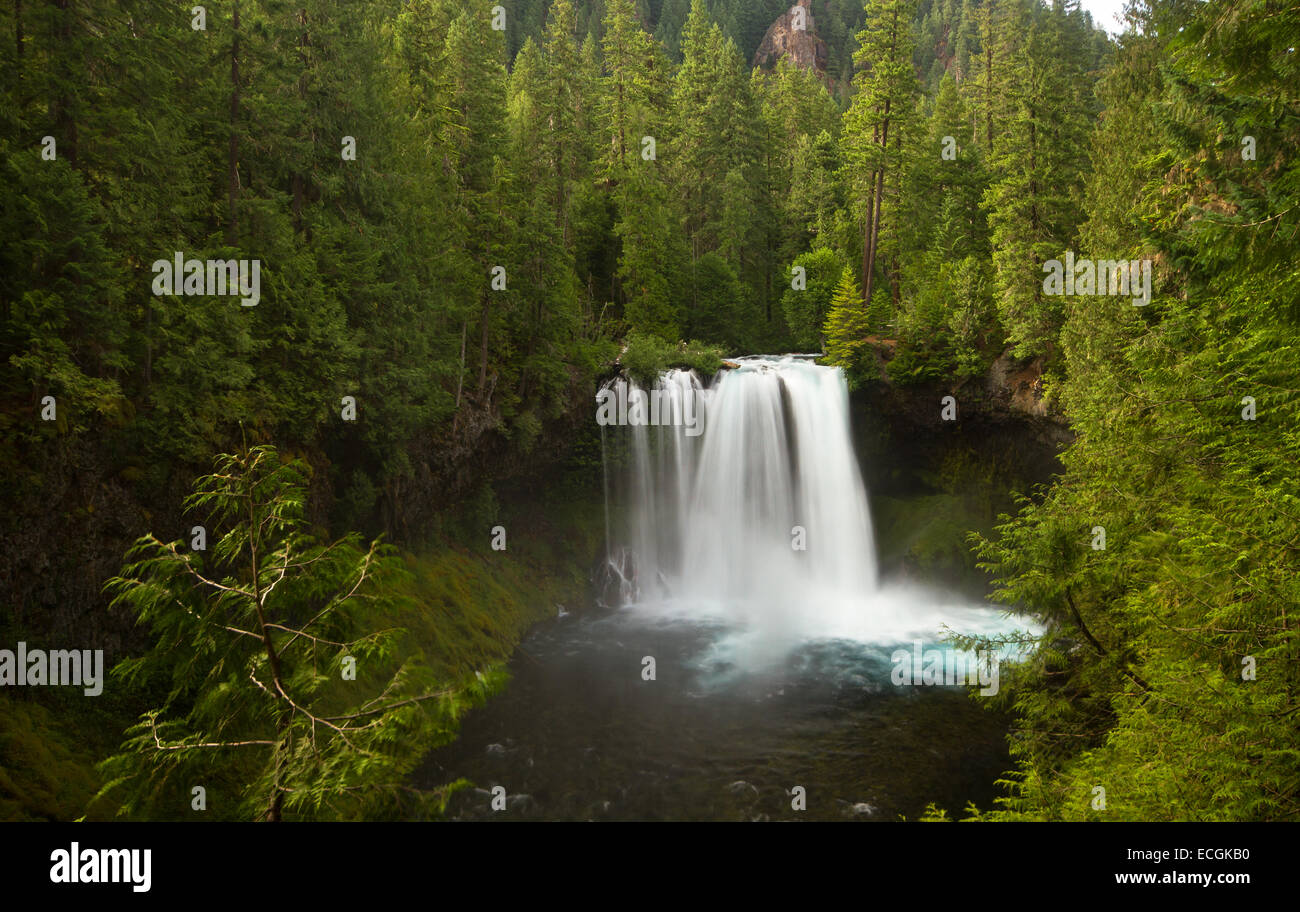 Koosah Falls, Oregon, USA Stockfoto