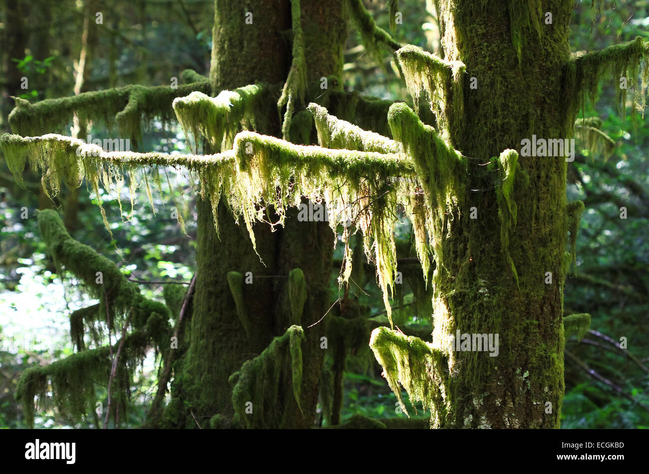 Bäume im Moos, Seaquest State Park, Washington, USA Stockfoto