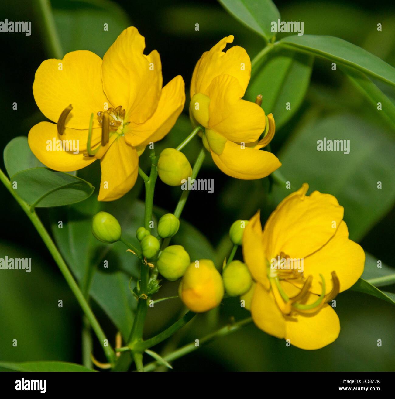 Cluster von goldenen gelben Blüten & Knospen von Ostern Cassia Senna Pendel var. Glabrata, ein invasives Unkrautarten in Australien. Stockfoto