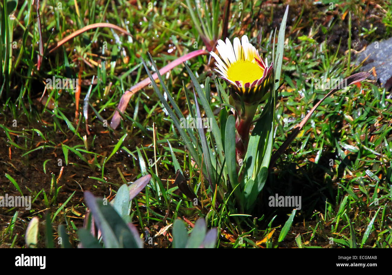 Sumpf Blume in den Feuchtgebieten der Cordillera Blanca, Peru Stockfoto