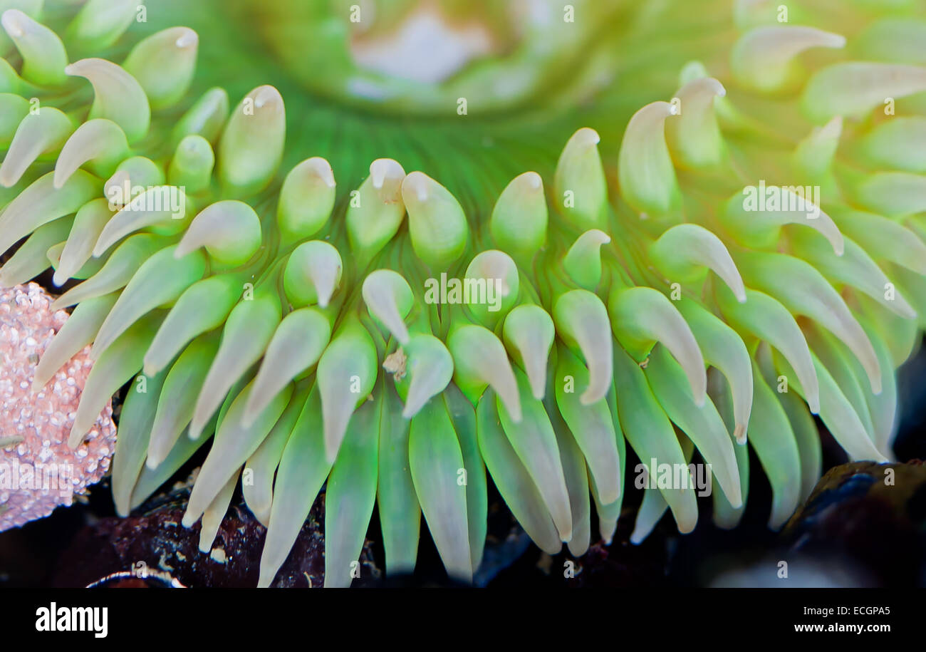 Seeanemone Tentakeln in einem Oregon Tidepool Stockfoto