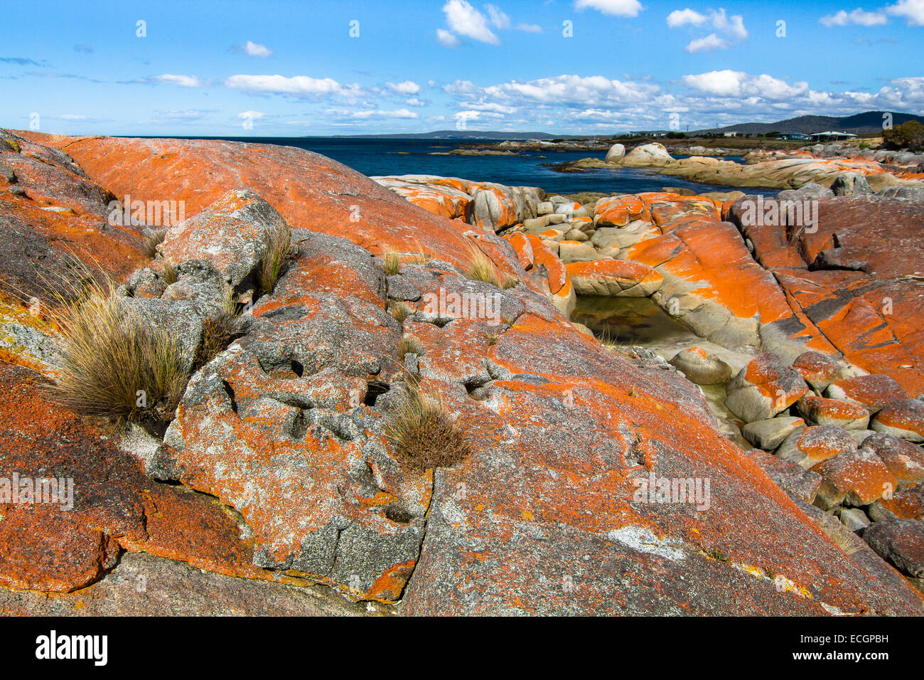 Leuchtend Orange Felsen an der Bay of Fires, Tasmania, Australia Stockfoto