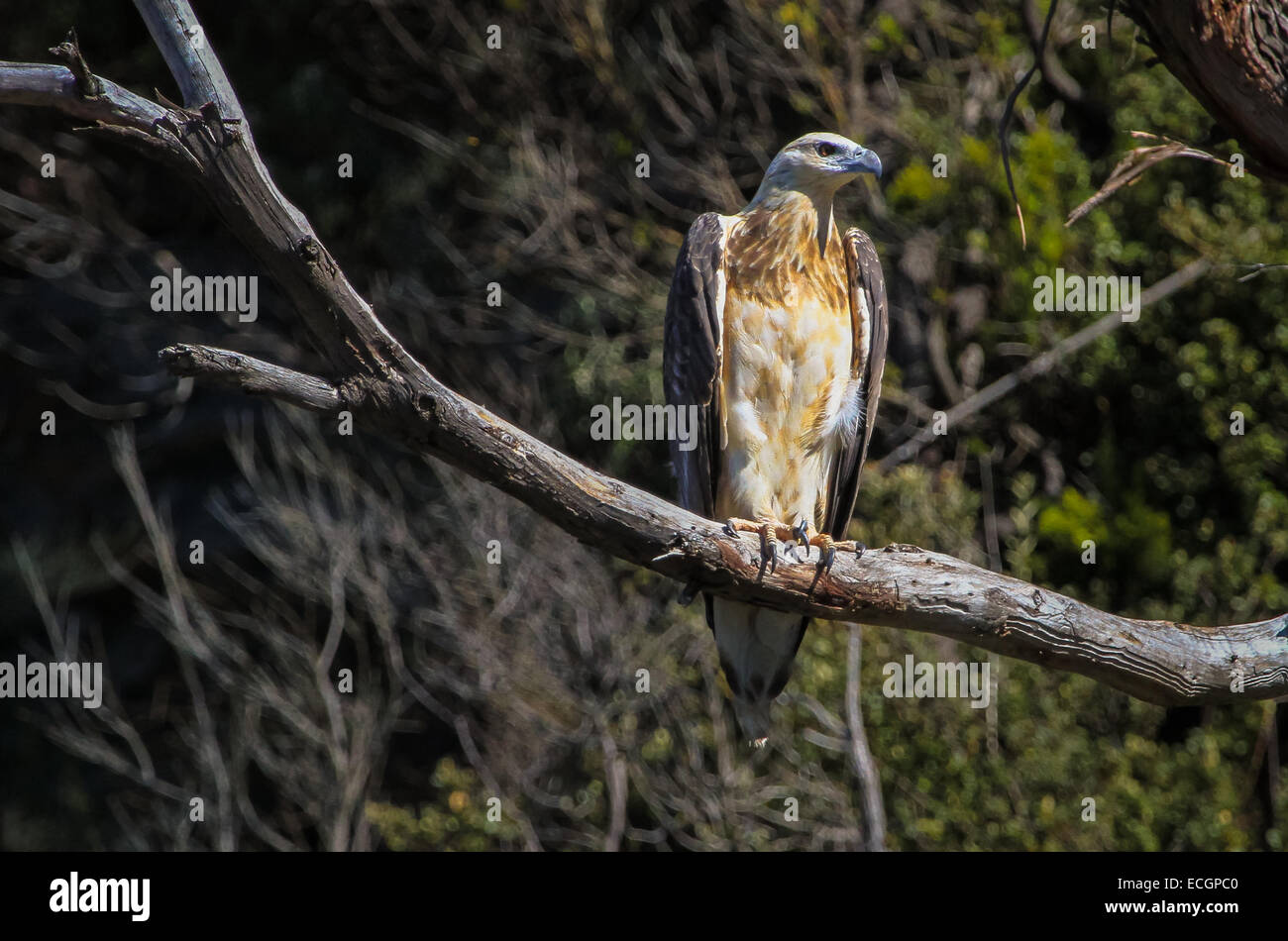 White-bellied Sea Eagle (Juvenile), Tasmanien, Australien Stockfoto