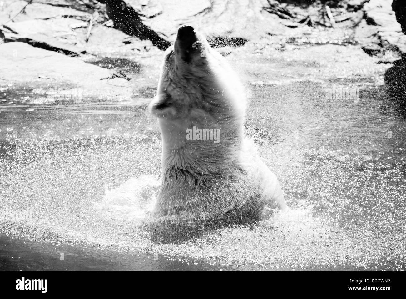 Eisbär (Ursus Maritimus) im Wasser. Schwarz / weiß Stockfoto