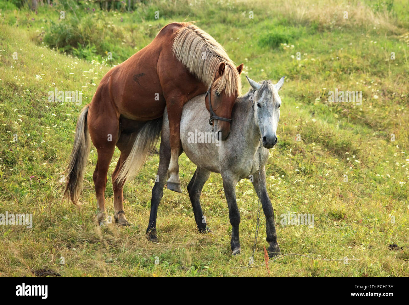 Kupplung-Pferde. Stockfoto