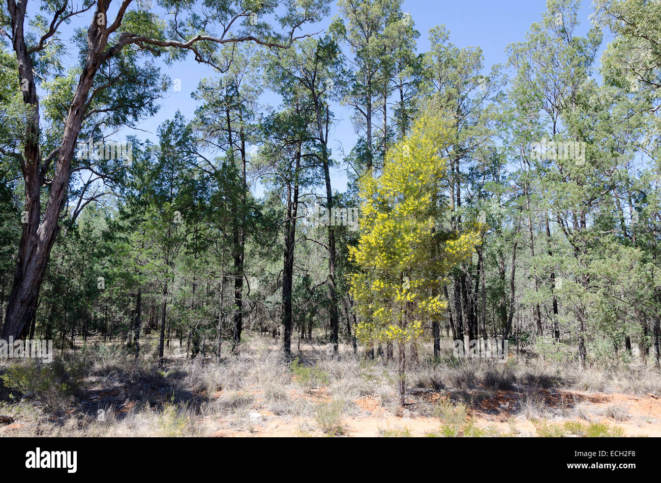 Bäume im Wald, in der Nähe von Gilgranda, New South Wales, Australien Stockfoto