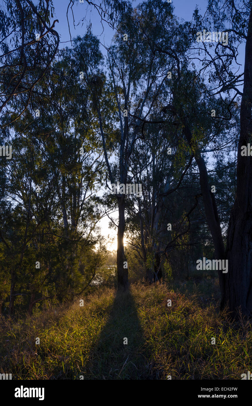 Gum Bäume, Eukalyptus, Goondiwindi, Queensland, Australien Stockfoto