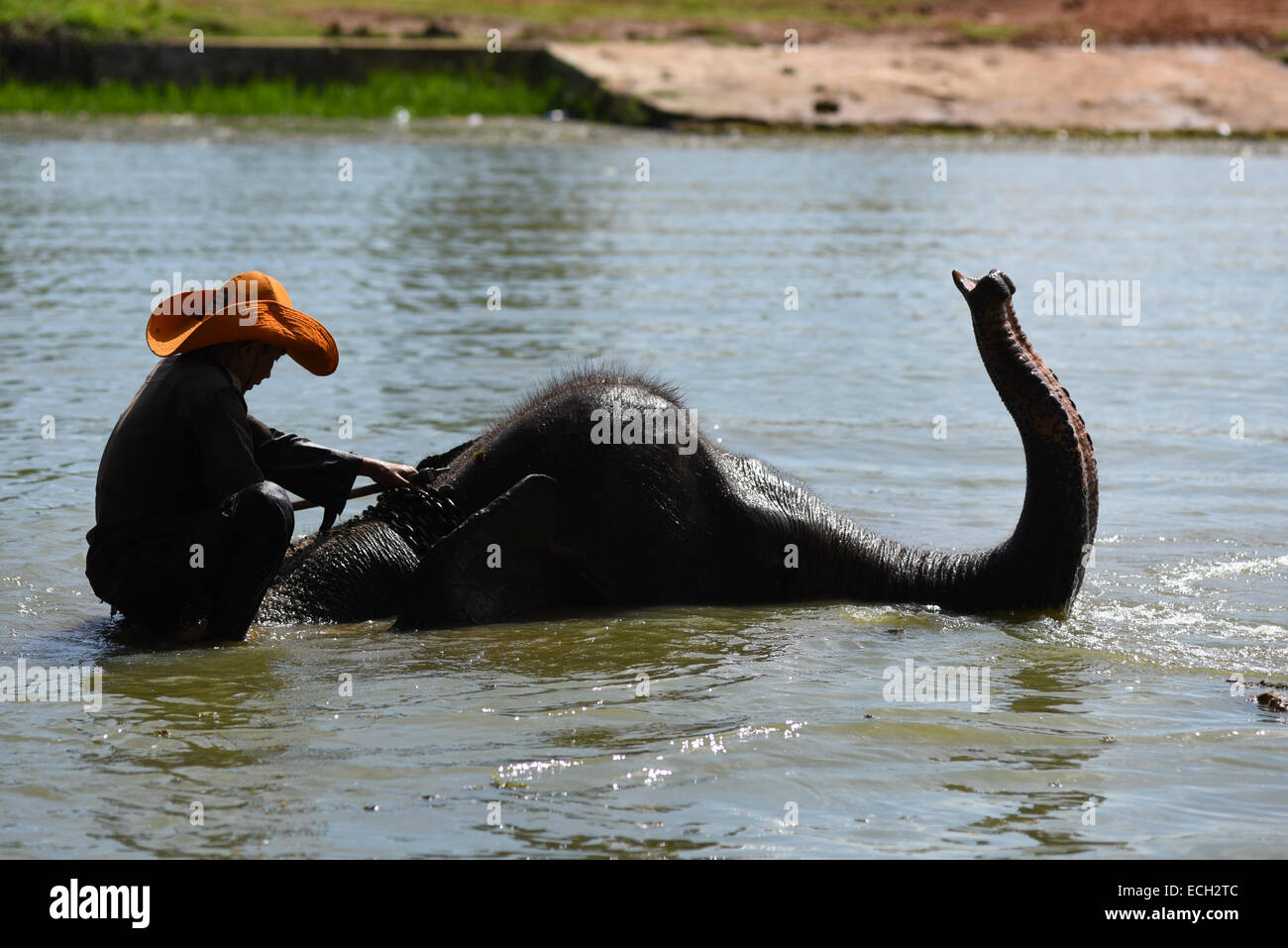 Einen morgendlichen Routine im Elephant Conservation Center in Weg Missions-: Mahout (Elefant Hüter) nehmen ihre Tiere in die Badezeit. Stockfoto