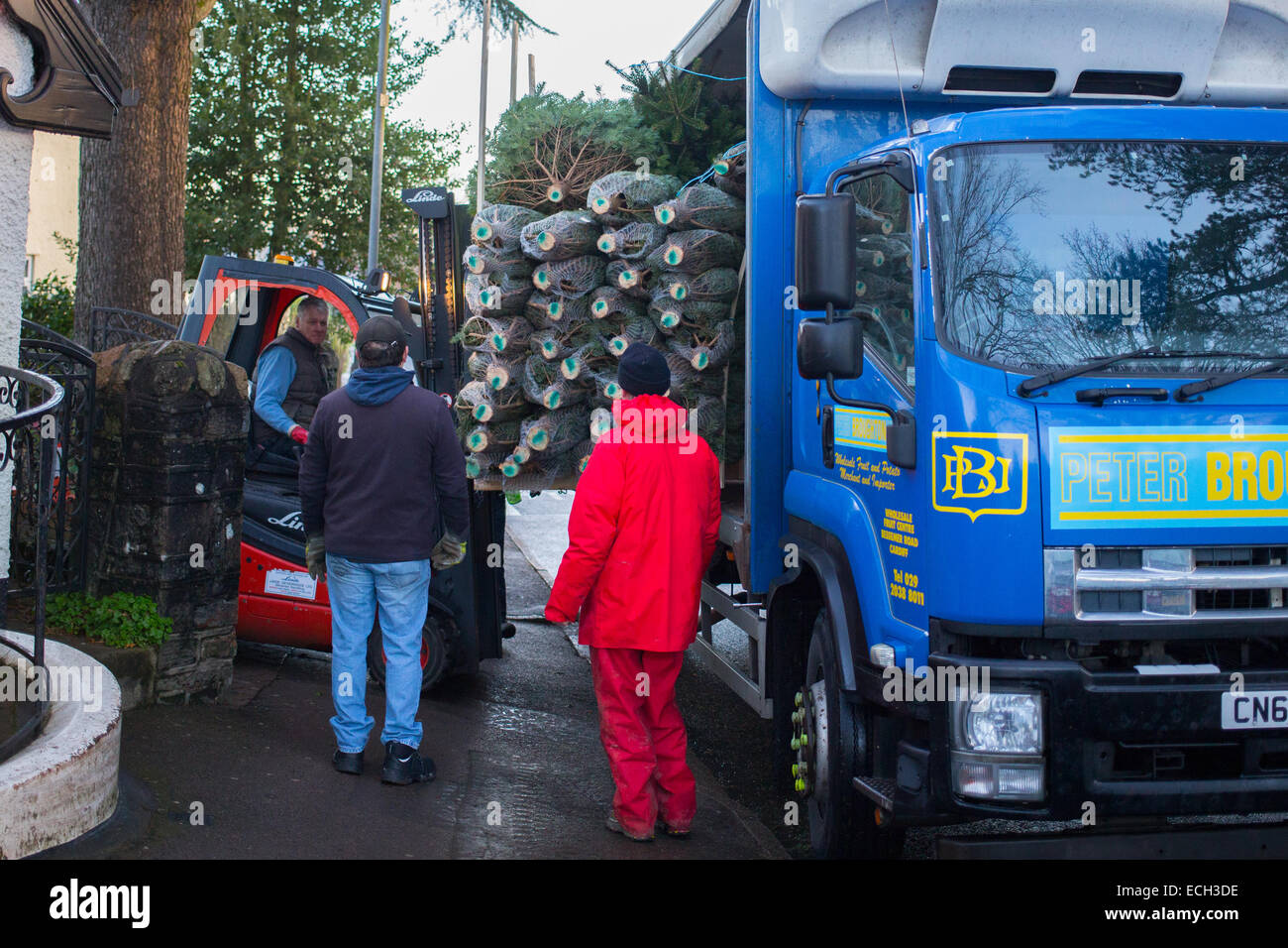 Cardiff, Wales, UK. 15. Dezember 2014. Ein weiterer LKW-Ladung von Kiefern wird zu einem kleinen Laden in North Cardiff geliefert, wie die Stadt bereit für Weihnachten geht. Im vergangenen Jahr verkaufte des Geschäfts mehr als 3500 Bäumen und in diesem Jahr dürfte, um diesen Rekord zu brechen. Bildnachweis: Chris Stevenson/Alamy Live-Nachrichten Stockfoto