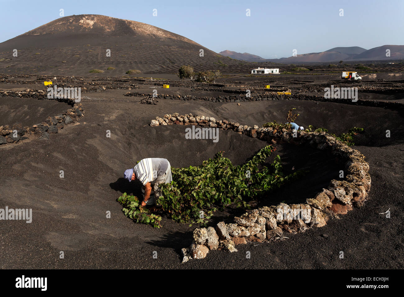 Typischen Weinberge im Trockenanbau in Vulkanasche, Abendlicht, Ernte, Weinanbaugebiet La Geria, Lanzarote Stockfoto