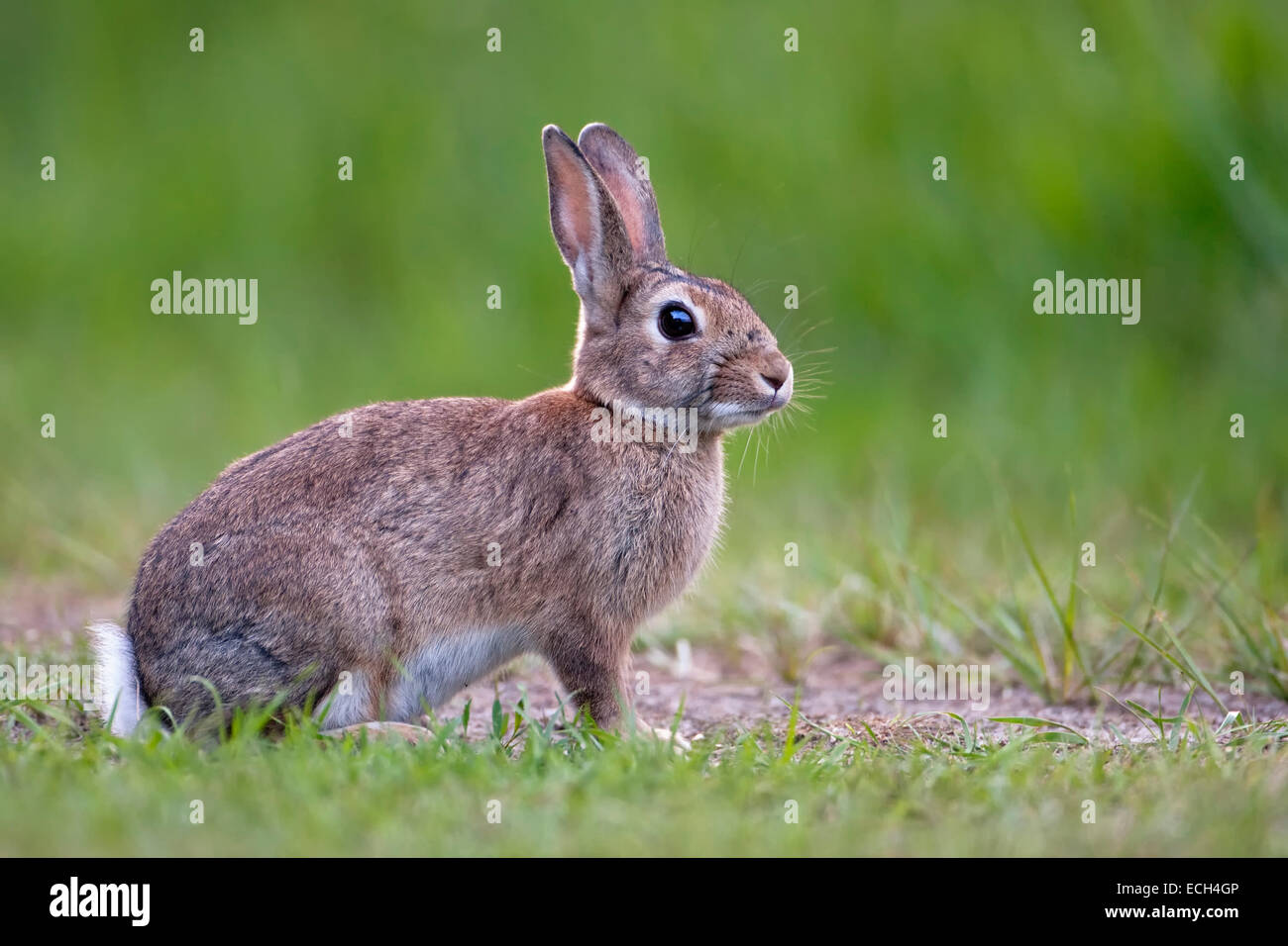 Europäische Kaninchen oder gemeinsame Kaninchen (Oryctolagus Cuniculus), Texel, Niederlande Stockfoto