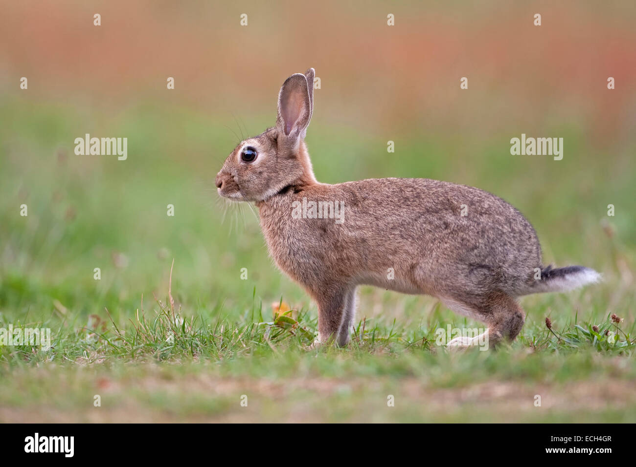 Europäische Kaninchen oder gemeinsame Kaninchen (Oryctolagus Cuniculus), Texel, Niederlande Stockfoto