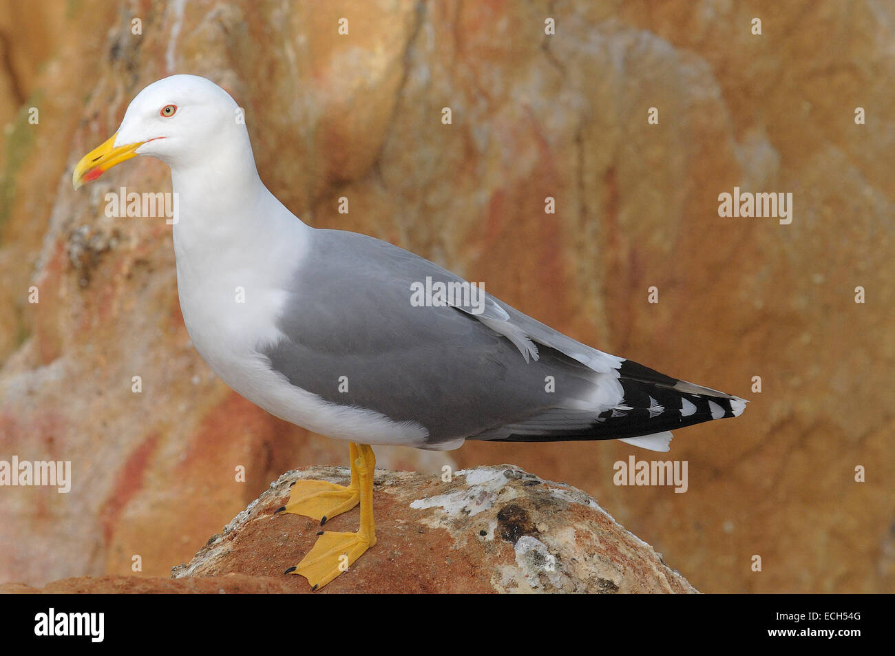 Gelb-legged Möve (Larus Michahellis) Stockfoto