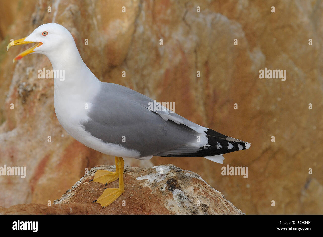 Gelb-legged Möve (Larus Michahellis) Stockfoto