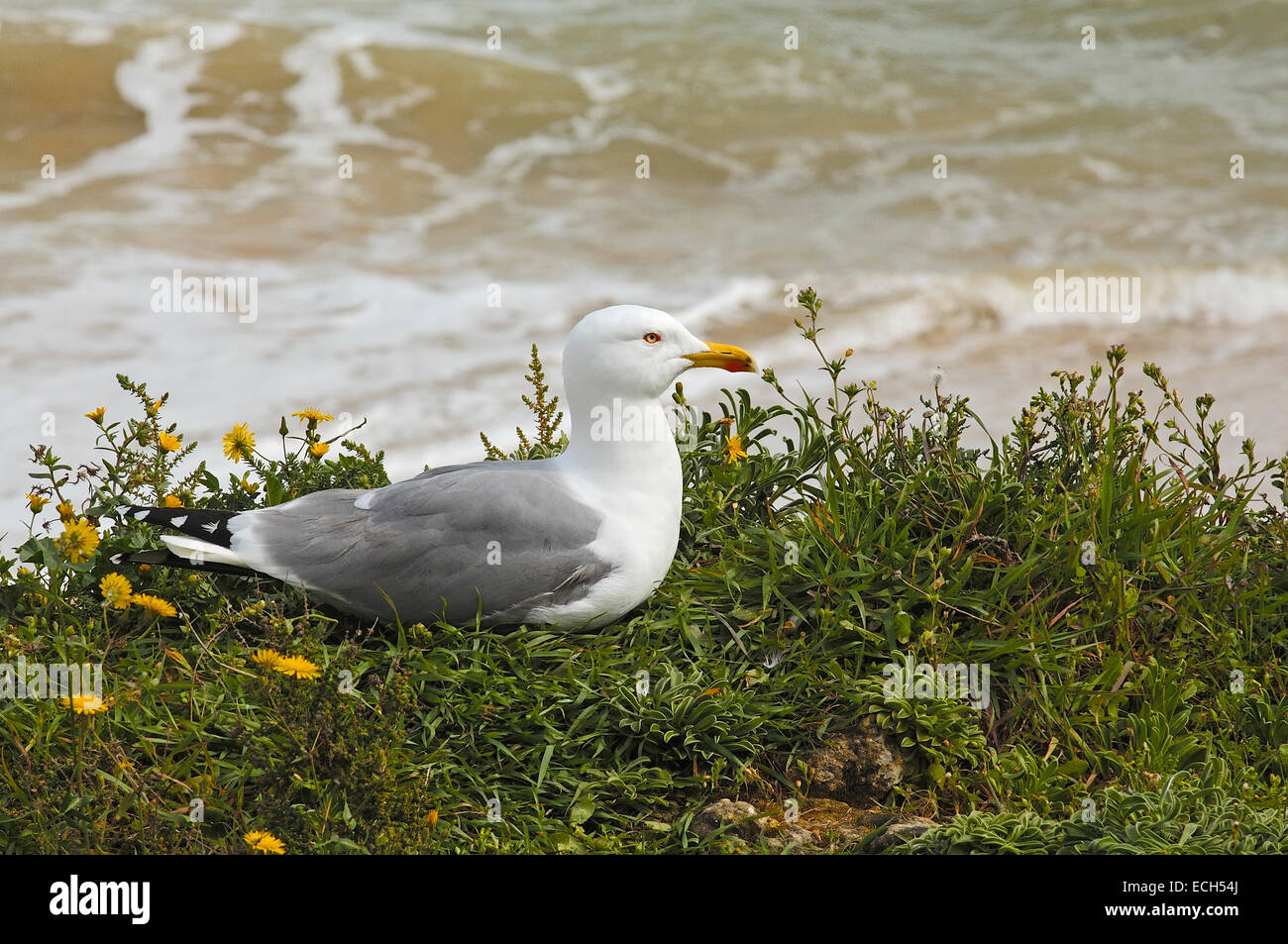 Gelb-legged Möve (Larus Michahellis) Stockfoto