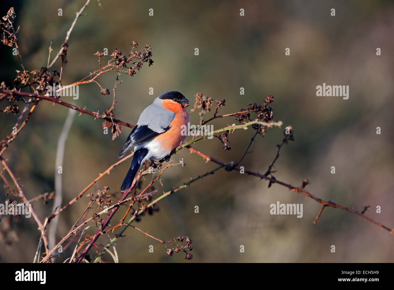 Gimpel, Pyrrhula Pyrrhula, einzelnes Männchen auf Zweigen, Warwickshire, Dezember 2014 Stockfoto