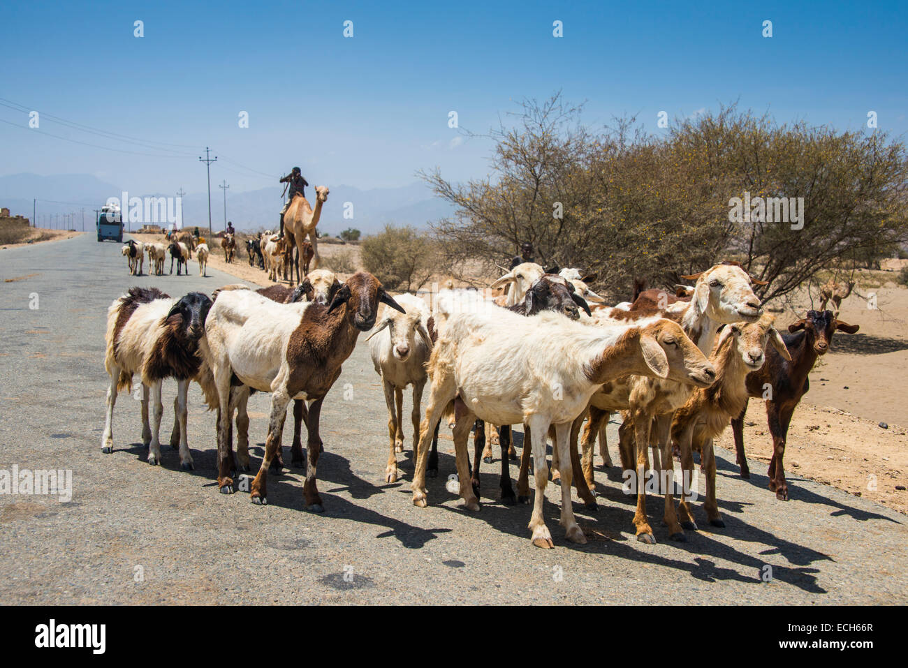 Herden von Tieren auf einer Straße in den Niederungen, Eritrea Stockfoto