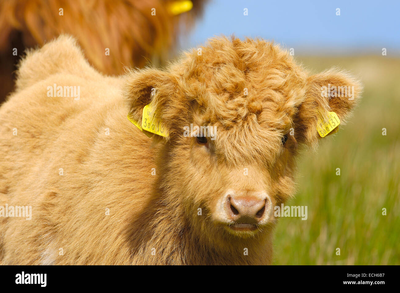 Schottische Hochlandrinder (Bos Taurus), Insel Skye, Highland, Schottland, Vereinigtes Königreich, Europa Stockfoto