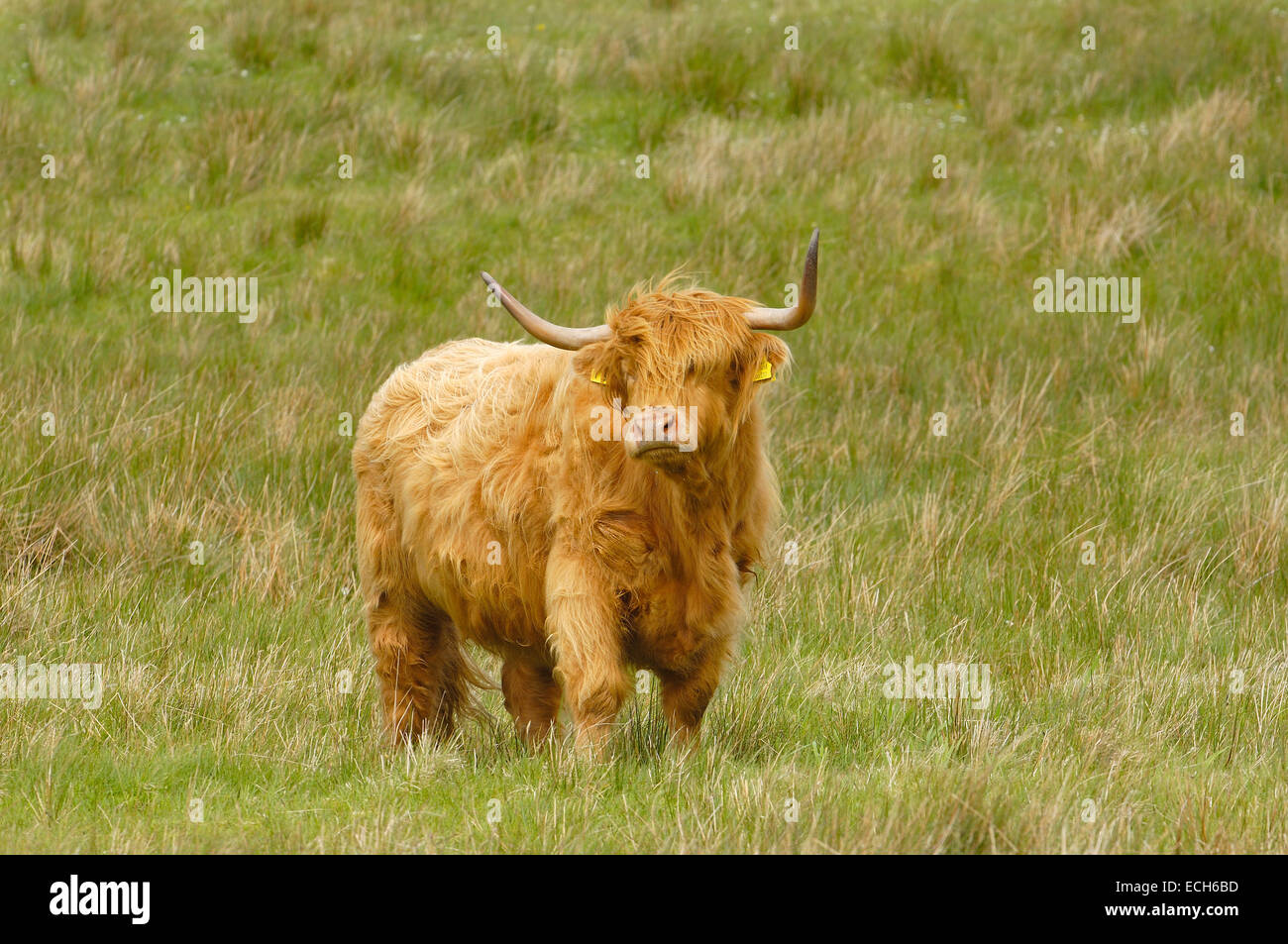 Schottische Hochlandrinder (Bos Taurus), Insel Skye, Highland, Schottland, Vereinigtes Königreich, Europa Stockfoto