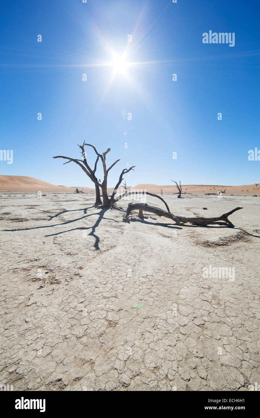 Tote Bäume bei Gegenlicht, Deadvlei, Sossusvlei, Namibia Stockfoto