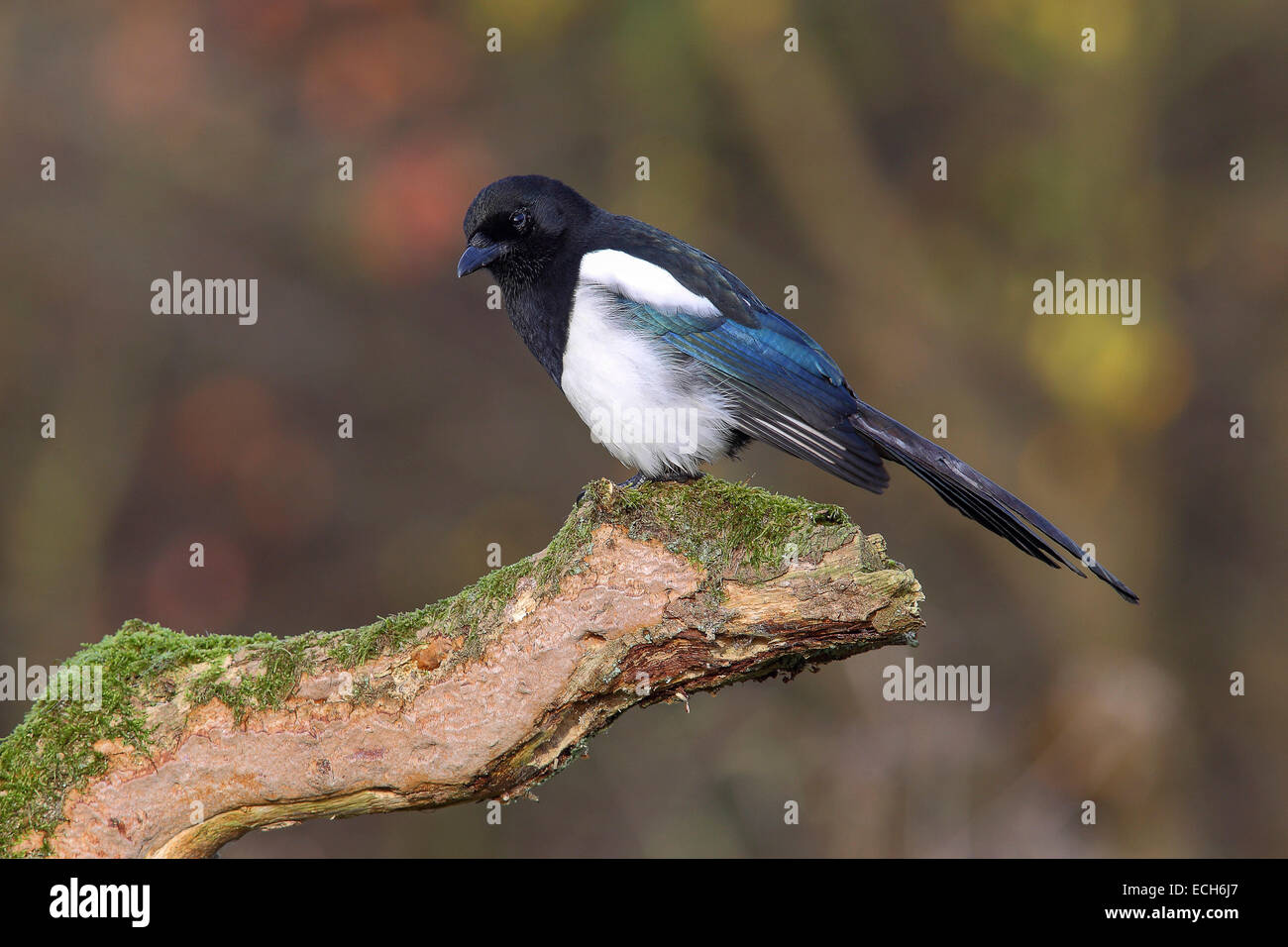 Elster (Pica Pica) sitzen auf Baum Stump, North Rhine-Westphalia, Deutschland Stockfoto