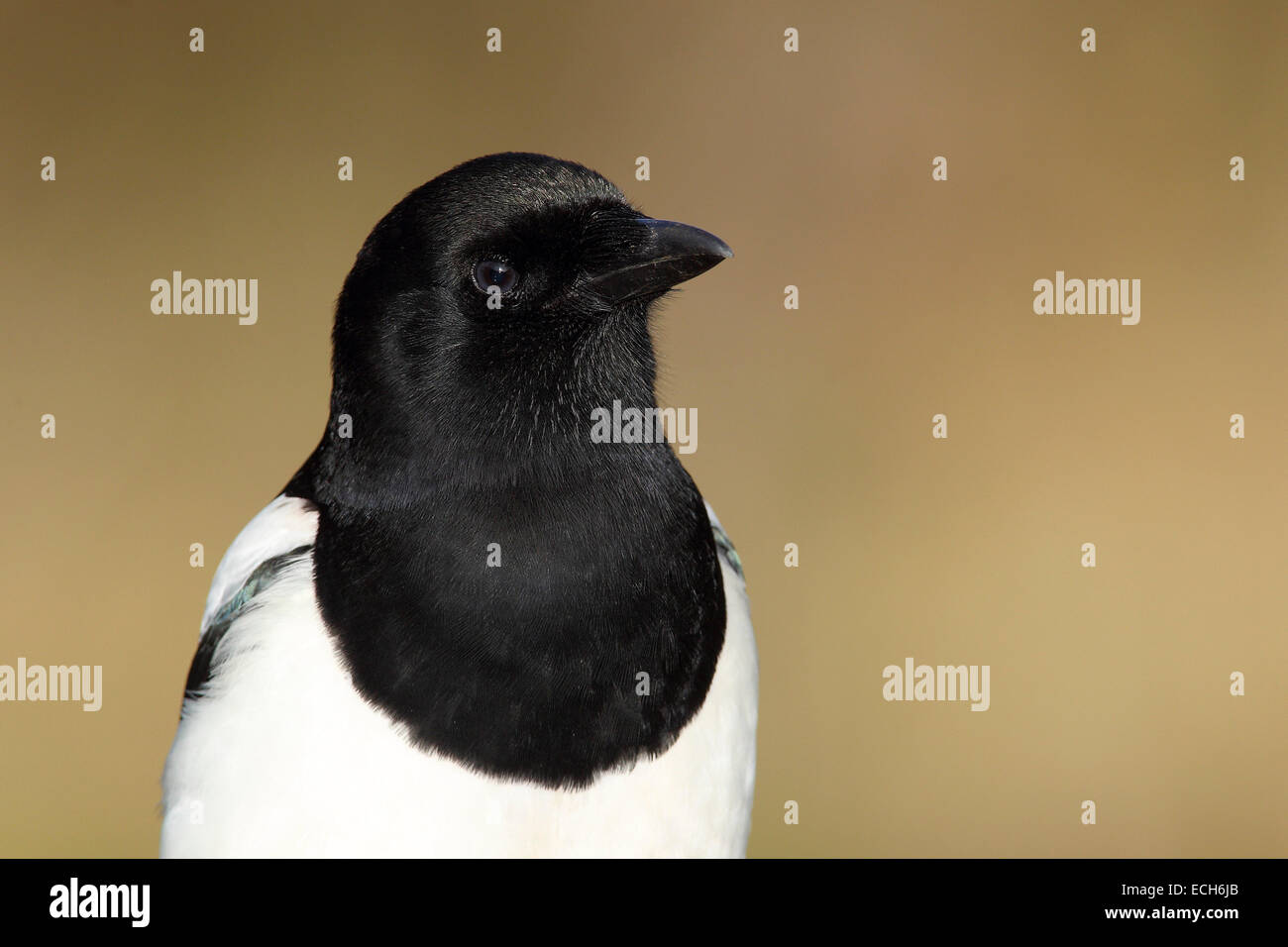 Elster (Pica Pica), North Rhine-Westphalia, Deutschland Stockfoto