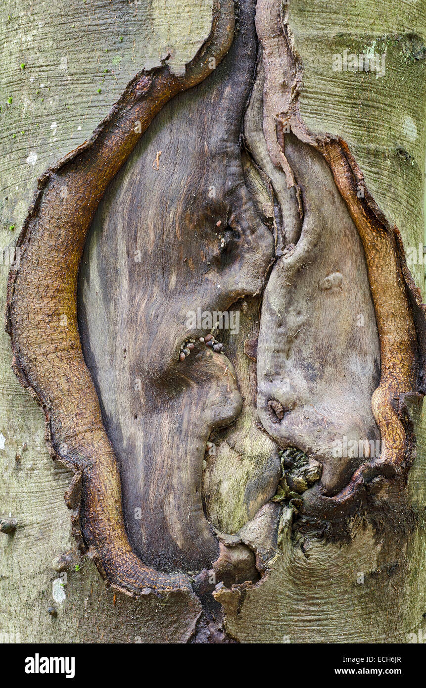 Wunde in die Rinde eines Baumes, Nationalpark Bayerischer Wald, Bayern, Deutschland Stockfoto