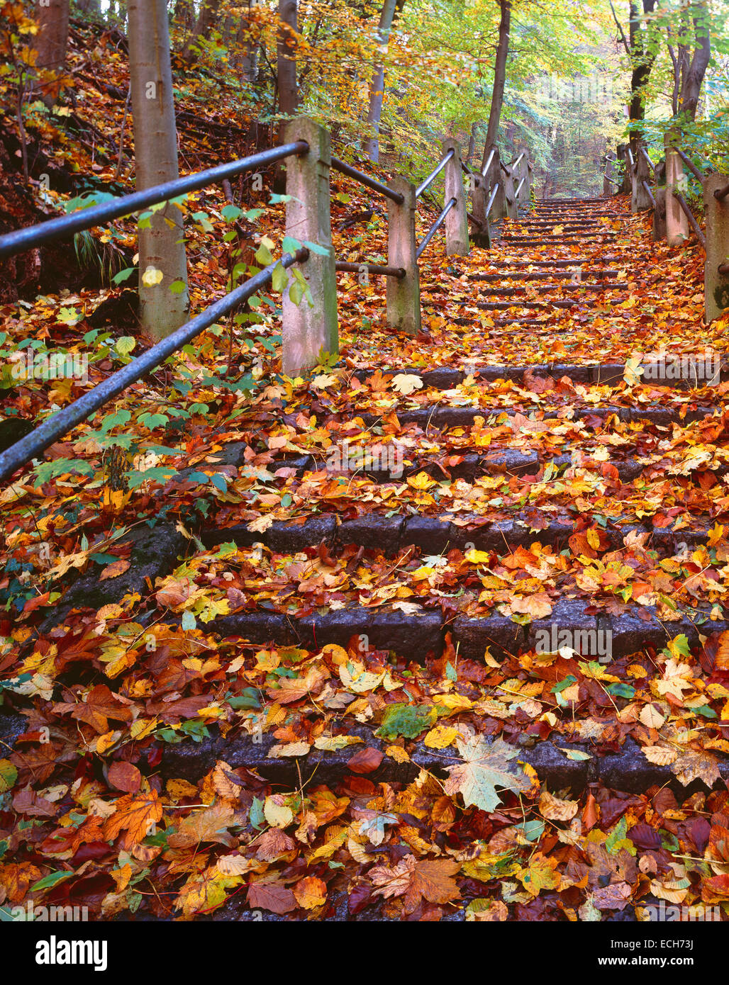 Treppen, Wiener Höhenstraße, Laub, Herbststimmung, Grinzing, Wien, Österreich Stockfoto