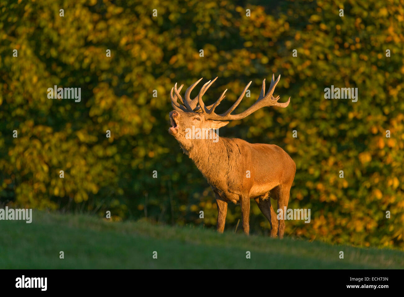 Rothirsch (Cervus Elaphus), brüllt in die Furche im Abendlicht, in Gefangenschaft, Niedersachsen, Deutschland Stockfoto