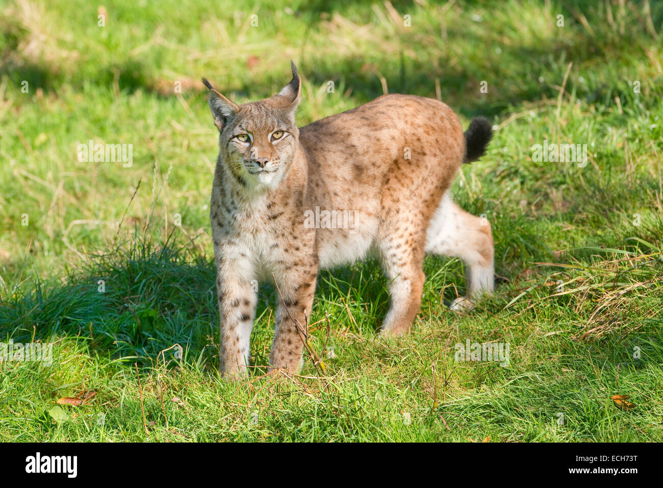 Eurasischer Luchs (Lynx Lynx), Gefangenschaft, Niedersachsen, Deutschland Stockfoto