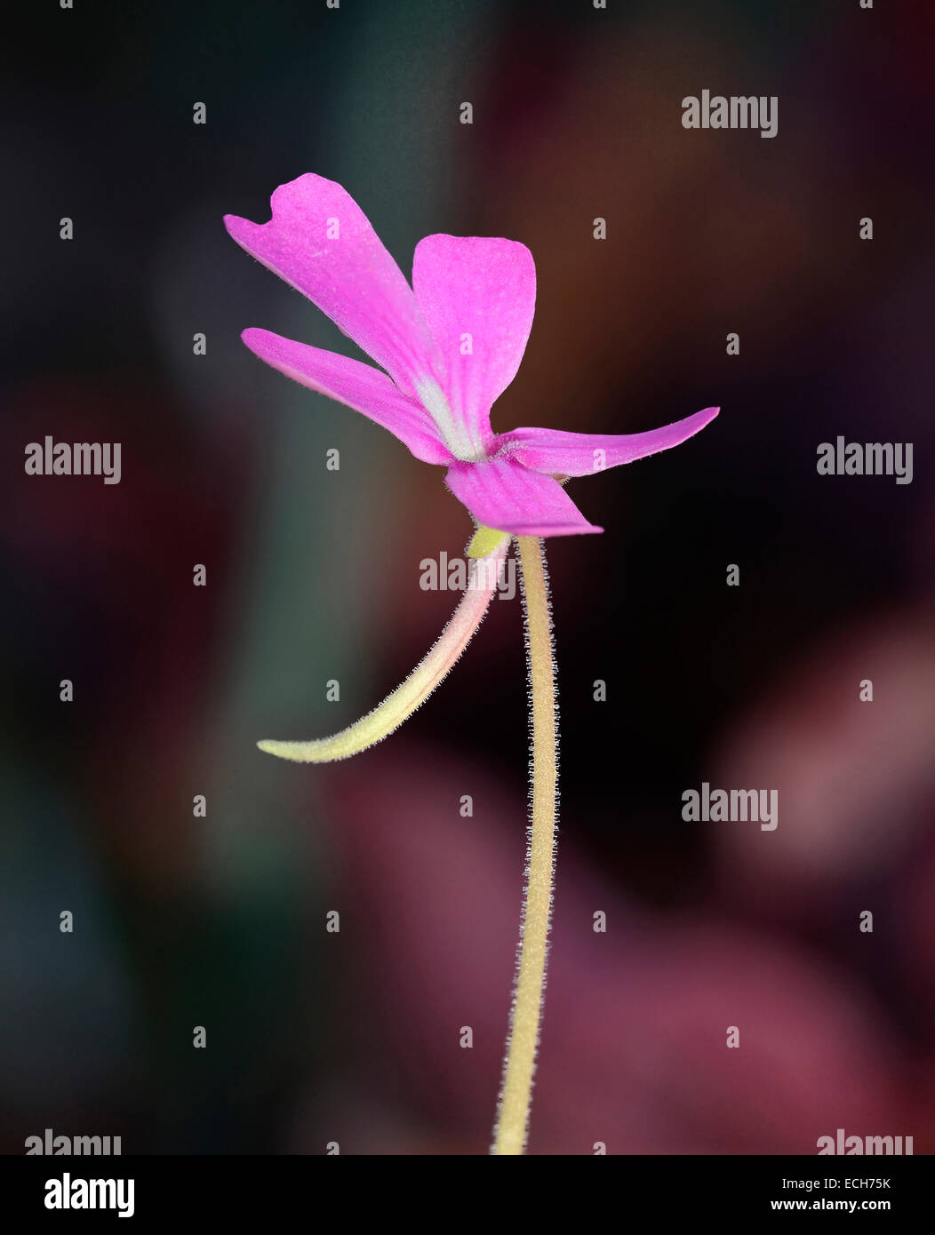 Pinguicula Moranensis - eine Art von Fettkraut, Rosette bildenden Insektenfresser Kraut stammt aus Mexiko und Guatemala Stockfoto