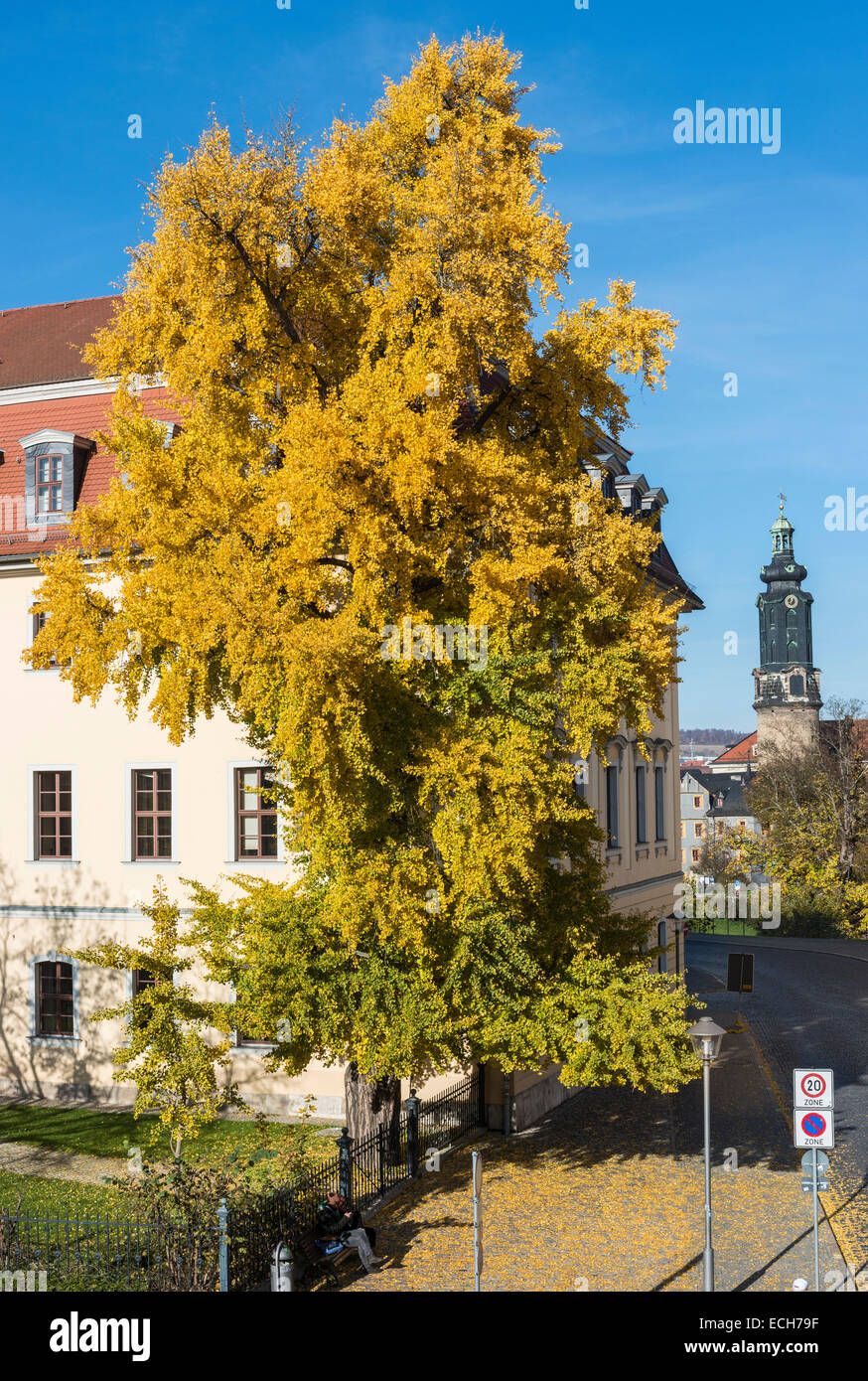 Ginkgo-Baum in herbstlichen Farben, gepflanzt von Goethe, Weimar, Thüringen, Deutschland Stockfoto