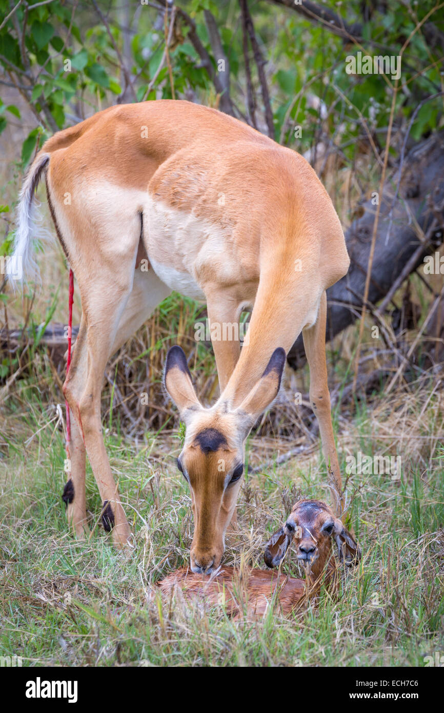 Impala (Aepyceros Melampus) weibliche unmittelbar nach der Geburt, Reinigung des Körpers des Neugeborenen, Okavango Delta, Botswana Stockfoto