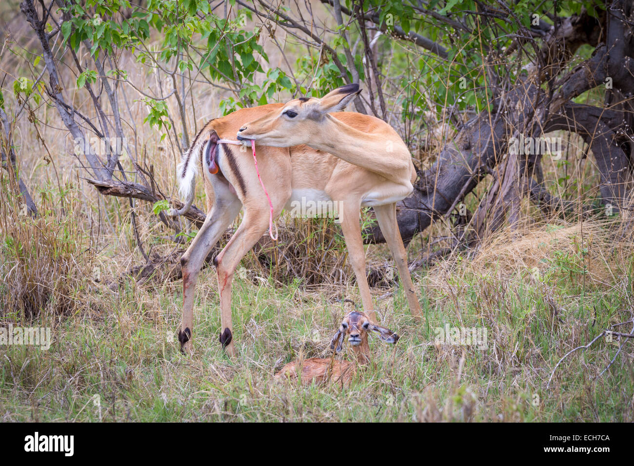 Impala (Aepyceros Melampus) weibliche unmittelbar nach der Geburt, Plazenta, vor Neugeborenen in den Rasen, Okavango Delta zeichnen Stockfoto