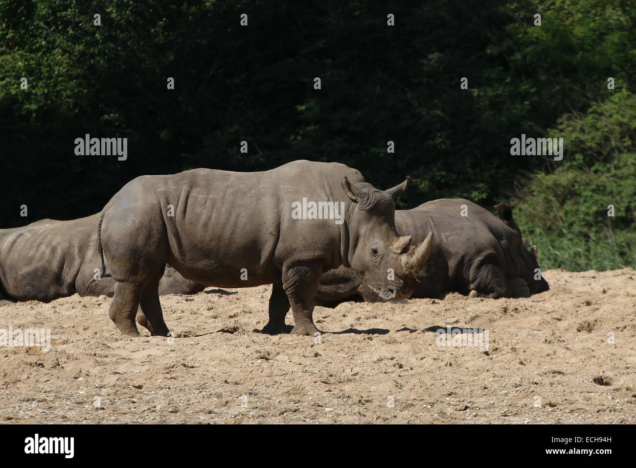 Gruppe der afrikanischen weiße Nashorn (Rhinoceros Ceratotherium Simum) im Ruhezustand Stockfoto