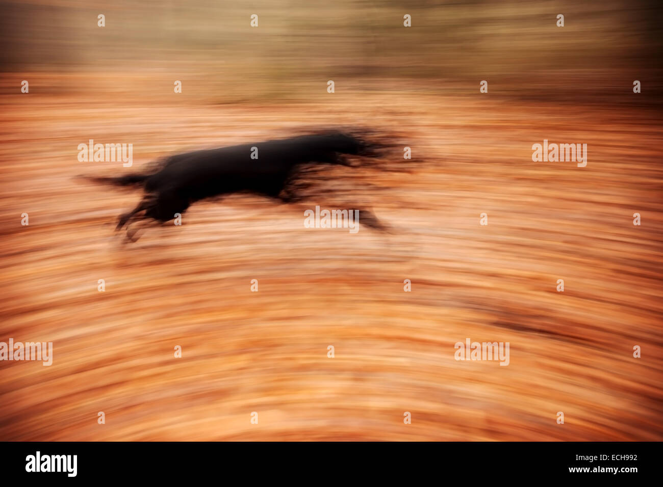 Zusammenfassung Hintergrund. Bewegung verwischt laufender Hund im herbstlichen Park. Stockfoto