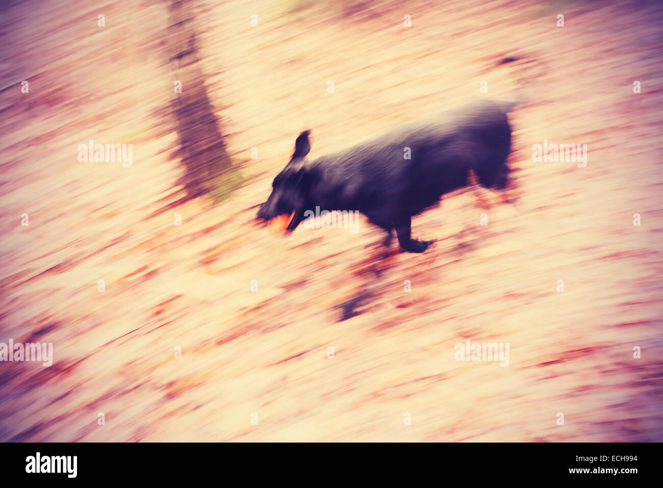 Bewegung verwischt laufender Hund im herbstlichen Park. Stockfoto