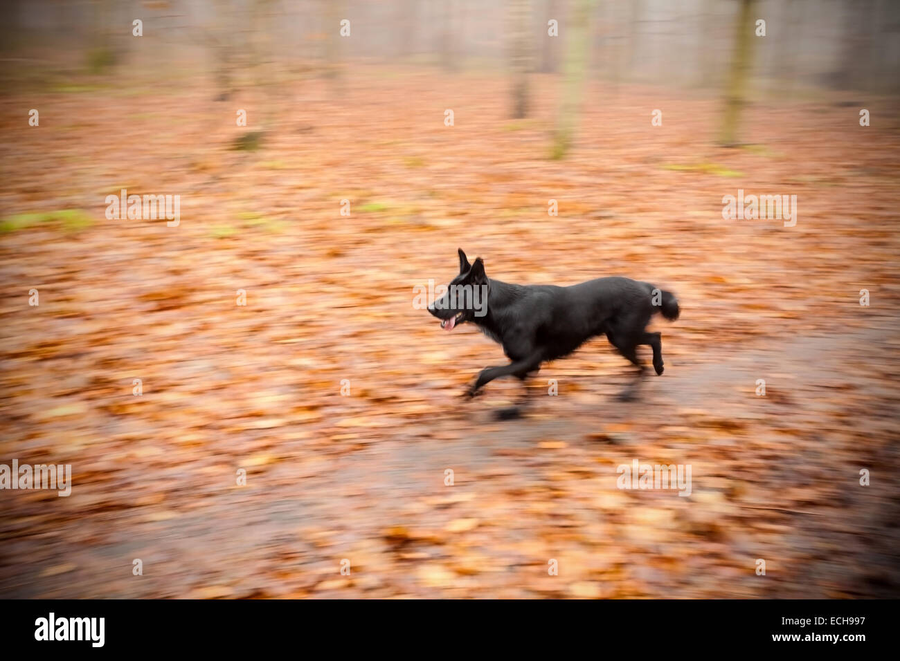 Bewegung verwischt laufender Hund im herbstlichen Park. Stockfoto