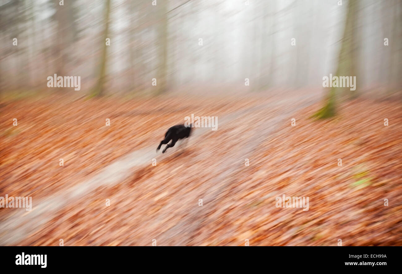 Zusammenfassung Hintergrund. Bewegung verwischt laufender Hund im herbstlichen Wald. Stockfoto