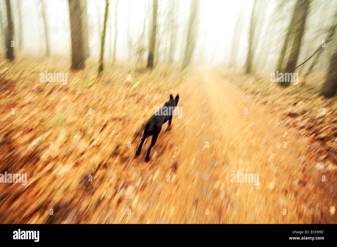 Bewegung verwischt laufender Hund im herbstlichen Wald. Stockfoto