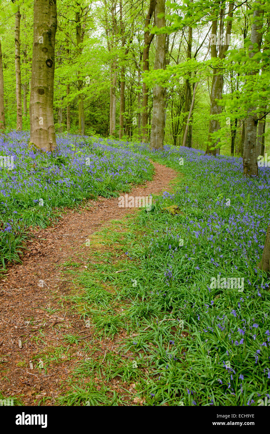 Wanderweg durch Glockenblumen und Buche Wald, Portglenone Wald, County Antrim, Nordirland. Stockfoto